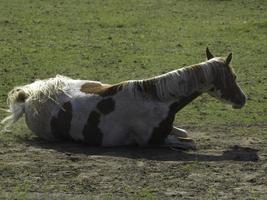 hästar i Westfalen foto