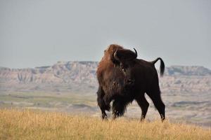 Framställ bison på de kant av en kanjon foto