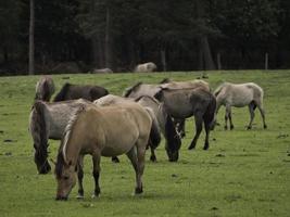 vilda hästar i Westfalen foto