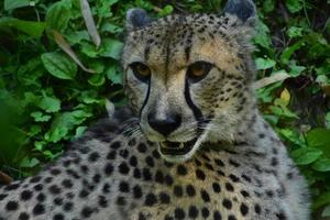 gepard med hans öron drog tillbaka i ilska foto