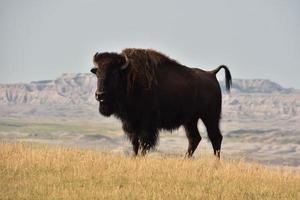 amerikan buffel i gräs på en raviner kant foto