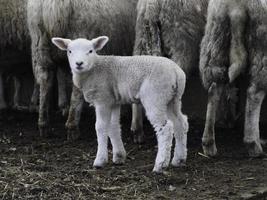 får i det tyska muensterland foto