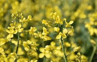 vår med blommande våldta utsäde växter i England foto