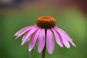 sida profil av echinacea coneflower blomning i de sommar foto