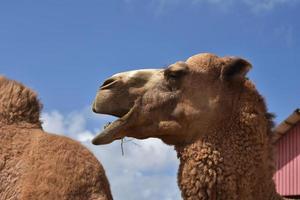 baktrisk kamel på en bruka på en solig dag foto