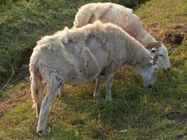 många fåren i Westfalen foto