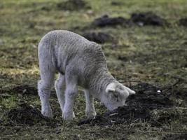lamm och fåren i Westfalen foto