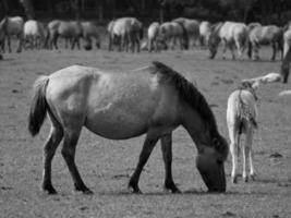 widl hästar i Tyskland foto