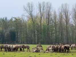 vilda hästar i det tyska muensterland foto