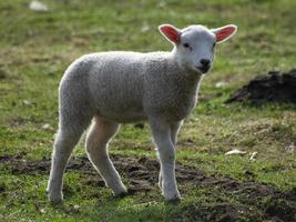 lamm och fåren i Westfalen foto