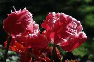 sommarblommor i trädgården foto