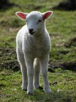 får i det tyska muensterland foto