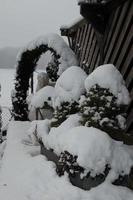 vinter- i de trädgård foto