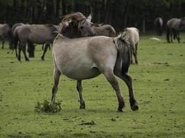 vilda hästar i Westfalen foto