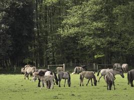 vilda hästar i Westfalen foto