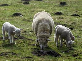 får i det tyska muensterland foto