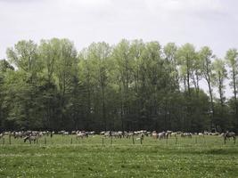 vild föl i Tyskland foto