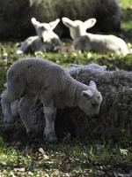 fåren på en fält i Westfalen foto