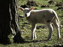 fåren på en äng i Westfalen foto