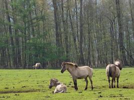 vilda hästar i det tyska muensterland foto