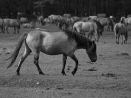 widl hästar i Tyskland foto