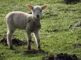 får i det tyska muensterland foto