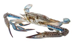 rå blå krabba på vit bakgrund foto