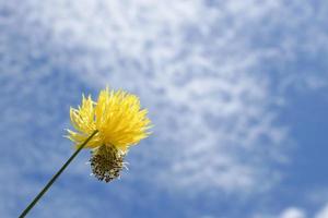 vild blomma pollen visas mot en ljus himmel bakgrund. foto