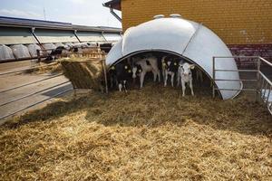 vit plast kalvhutch på sugrör. liten kalv stående i bur i boskap ladugård på daity odla. nötkreatur föder upp, tar vård av djur. boskap ko odla. foto