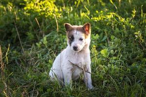 hemlös valpar hund sitta i de gräs foto