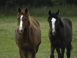 vild hästar på en äng i Westfalen foto