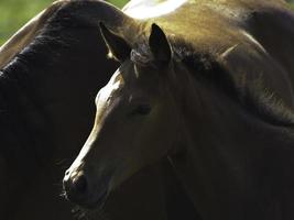 hästar i Westfalen foto