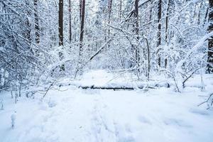 vinter- tall träd skog täckt med snö. skön vinter- panorama på snöfall foto