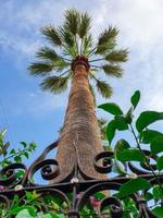 underifrån av en vacker palm med blå solig himmel och ett staket. foto
