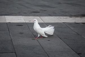 symbol av hoppas och fred. vit duva på en asfalterad väg, selektiv fokus. foto