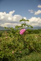 rosa damascena fält damast- reste sig, reste sig av kastilien reste sig hybrid, härledd från rosa gallica och rosa moschata. bulgarian reste sig dal nära kazanlak, bulgarien. foto