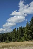 utsikt över barrskogar och klippiga berg i bulgarien. foto