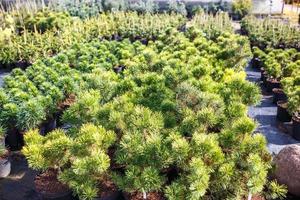 rader av unga barrträd i växthus med många växter på plantage foto