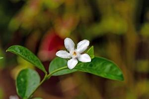 idda wrightia antidysenterika blomning i de trädgård, vit blomma. foto