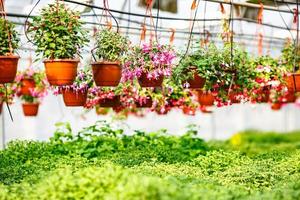 rader av ung blommor i växthus med en massa av inomhus- växter på plantage foto