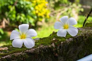 plumeria på de grön mossa vägg foto