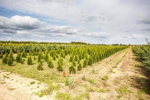 rader av unga barrträd i växthus med många växter på plantage foto