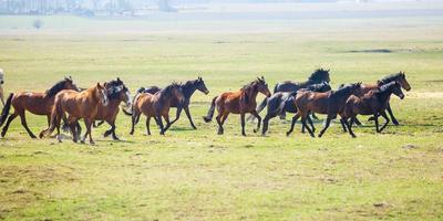 stor flock hästar på fältet. vitryska draghästrasen. symbol för frihet och oberoende foto
