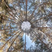 vinter- mycket liten planet i snö täckt pinery skog. omvandling av sfärisk panorama 360 grader. sfärisk abstrakt antenn se i skog. krökning av Plats. foto