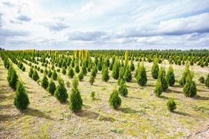 rader av unga barrträd i växthus med många växter på plantage foto