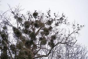 flock fåglar på ett högt träd i parken. kala trädgrenar foto
