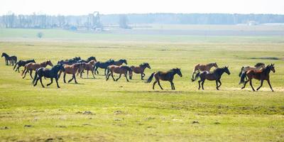 stor flock hästar på fältet. vitryska draghästrasen. symbol för frihet och oberoende foto