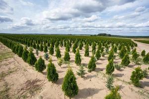 plantage av ung barrträd i växthus med en massa av växter foto