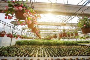 rader av ung blommor i växthus med en massa av inomhus- växter på plantage foto