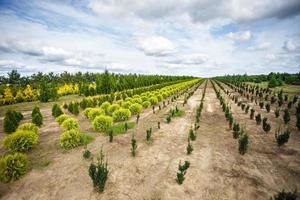 rader av unga barrträd i växthus med många växter på plantage foto